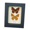 Common Jester Himalayas Butterfly Symbrenthia lilaea Framed Butterflies Taxidermy Display