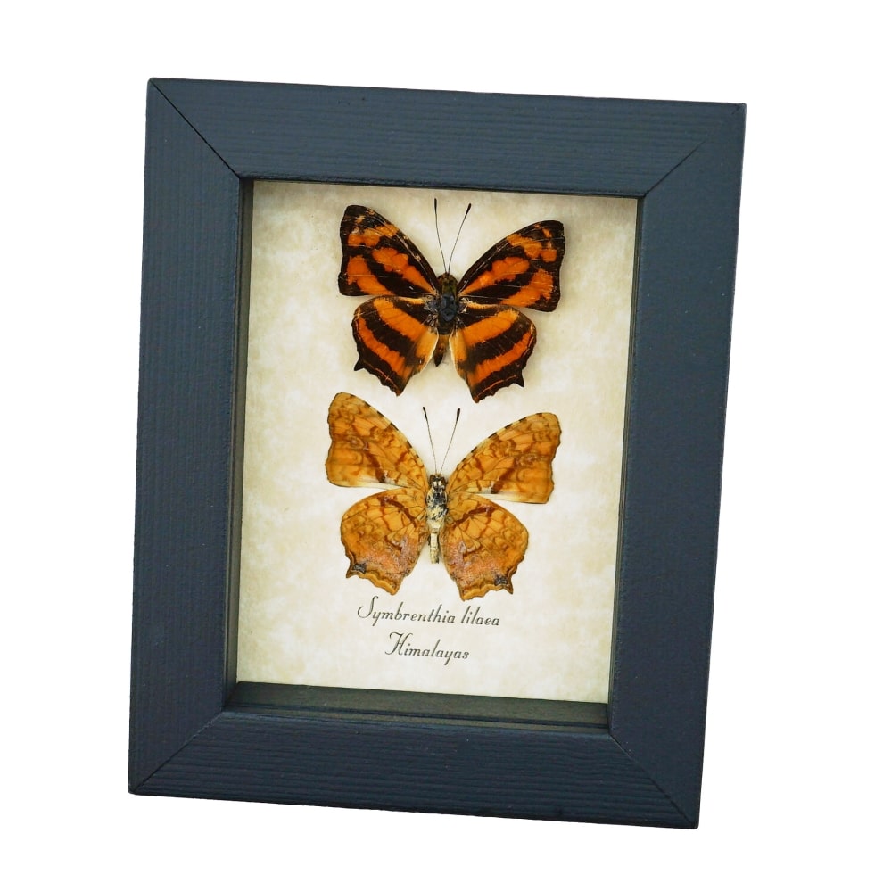 Common Jester Himalayas Butterfly Symbrenthia lilaea Framed Butterflies Taxidermy Display