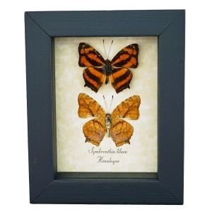 Common Jester Himalayas Butterfly Symbrenthia lilaea Framed Butterflies Taxidermy Display