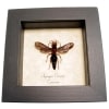 Synagris cornuta Female Tusked Wasp Framed Taxidermy Display
