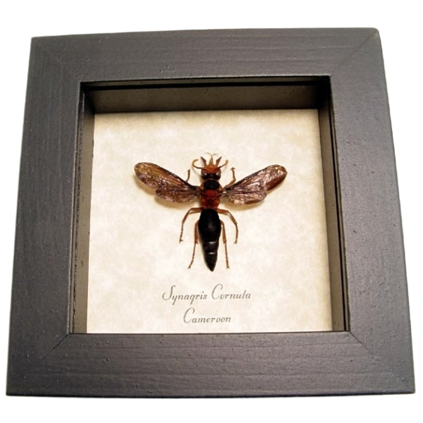 Synagris cornuta Female Tusked Wasp Framed Taxidermy Display
