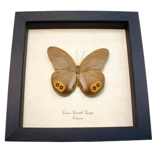 Framed Butterfly Colorful Eyespots Taenaris domitilla agrippa Taxidermy Display