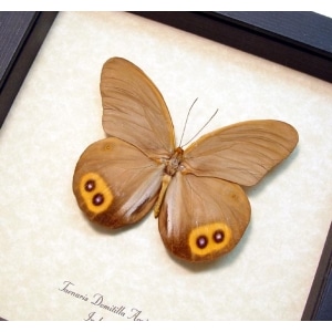 Taenaris domitilla agrippa Silky Owl Butterfly Framed Taxidermy Display