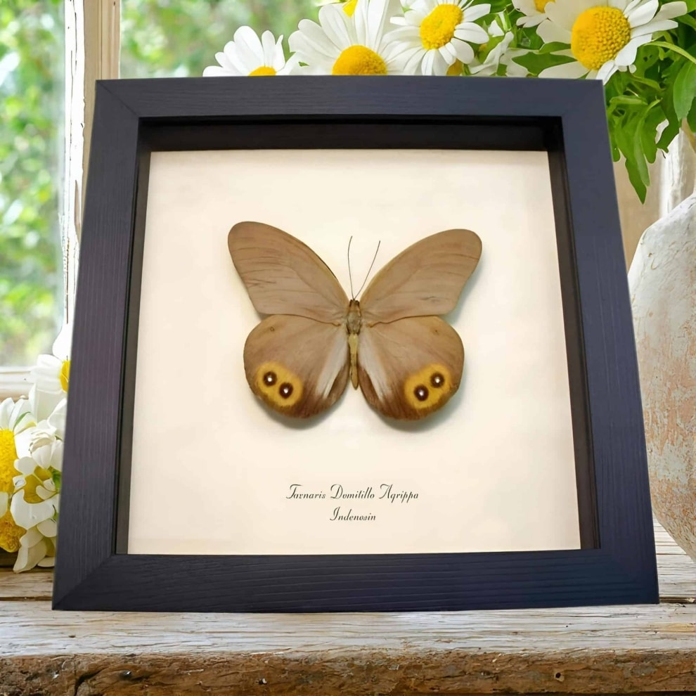 Framed Butterfly Colorful Eyespots Taenaris domitilla agrippa Taxidermy Display