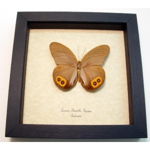 Taenaris domitilla agrippa Silky Owl Butterfly Framed Taxidermy Display