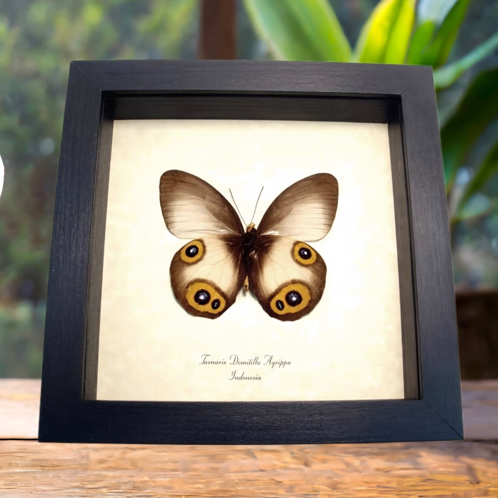 Framed Butterfly Colorful Eyespots Taenaris domitilla agrippa Verso Taxidermy Display