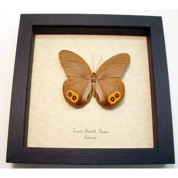 Taenaris domitilla agrippa Silky Owl Butterfly Framed Taxidermy Display