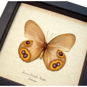 Taenaris Domitilla Agrippa Female verso Butterfly Silky Owl Framed Taxidermy Display