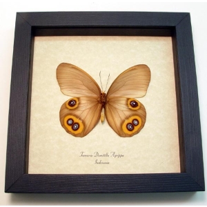 Taenaris Domitilla Agrippa Female verso Butterfly Silky Owl Framed Taxidermy Display