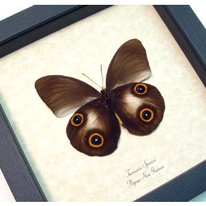 Taenaris Silky Owl Butterfly Framed Taxidermy Display