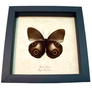 Framed Butterfly Colorful Eyespots Taenaris Verso Taxidermy Display