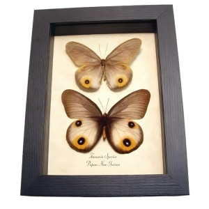 Real Framed Taenaris Butterflies Colorful Eyespots Butterfly Taxidermy Display