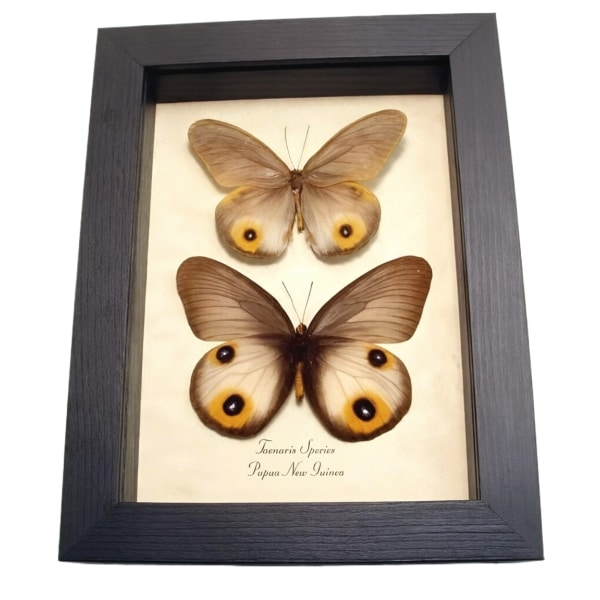Real Framed Taenaris Butterflies Colorful Eyespots Butterfly Taxidermy Display