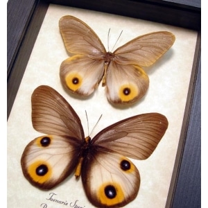 Taenaris pair Silky Owl Butterflies Framed Taxidermy Display