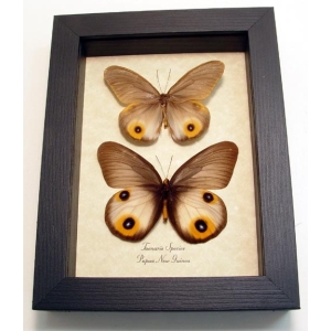 Taenaris pair Silky Owl Butterflies Framed Taxidermy Display