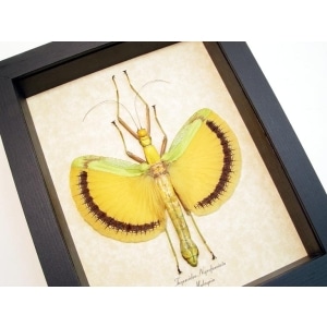 Tagesoidea nigrofasciata Orange Walking Stick Insect Framed Taxidermy Display