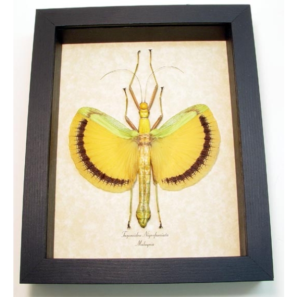 Tagesoidea nigrofasciata Orange Walking Stick Insect Framed Taxidermy Display Tagesoidea nigrofasciata Orange Walking Stick Insect Framed Taxidermy Display