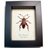 Thasus acutangulus Arizona Mesquite Bug Insect Framed Taxidermy Display