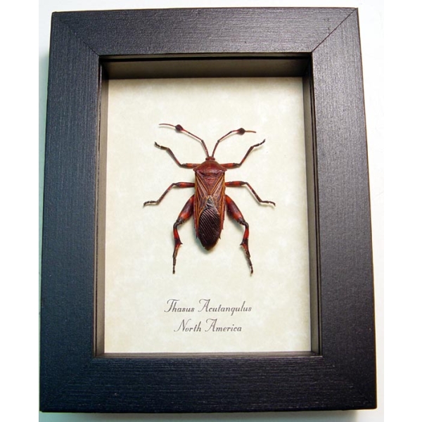 Thasus acutangulus Arizona Mesquite Bug Insect Framed Taxidermy Display