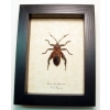 Thasus neocalifornicus Mesquite Bug Insect Framed Taxidermy Display