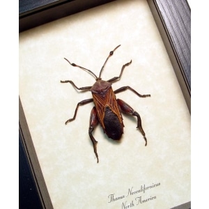 Thasus neocalifornicus Mesquite Bug Insect Framed Taxidermy Display