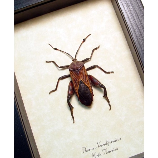 Thasus neocalifornicus Mesquite Bug Insect Framed Taxidermy Display