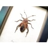 Thasus neocalifornicus Mesquite Bug Insect Framed Taxidermy Display