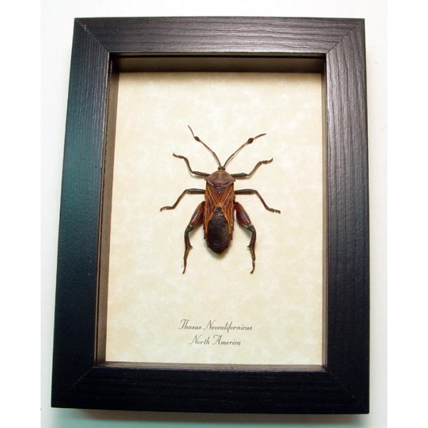 Thasus neocalifornicus Mesquite Bug Insect Framed Taxidermy Display