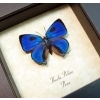 Thecla pelion Blue Hairstreak Framed Butterfly Taxidermy Display