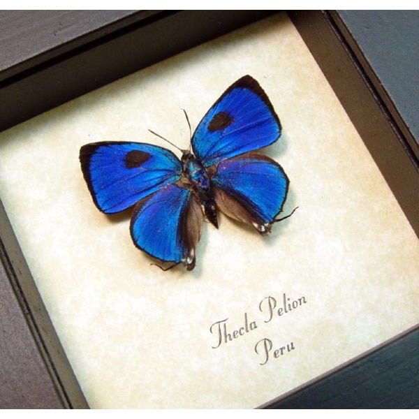 Thecla pelion Blue Hairstreak Framed Butterfly Taxidermy Display