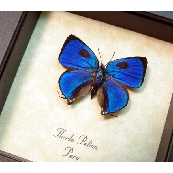Thecla pelion Blue Hairstreak Framed Butterfly Taxidermy Display