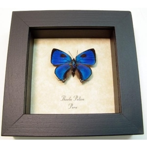 Thecla pelion Blue Hairstreak Framed Butterfly Taxidermy Display