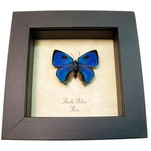 Blue Hairstreak Butterfly Thecla pelion Framed Taxidermy Display