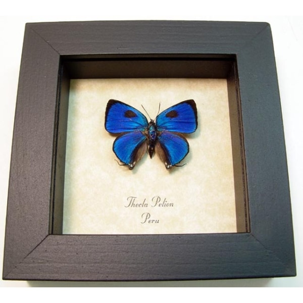 Thecla pelion Blue Hairstreak Framed Butterfly Taxidermy Display