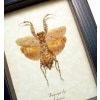 Theopompa Camouflage Praying Mantis Framed Taxidermy Display