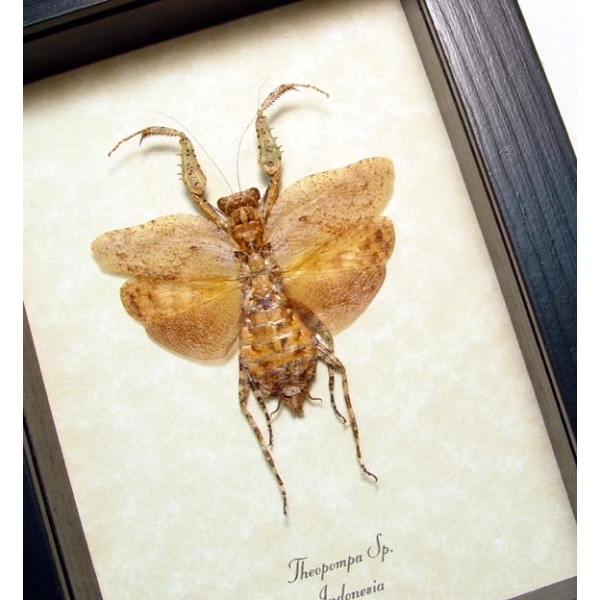Theopompa Camouflage Praying Mantis Framed Taxidermy Display