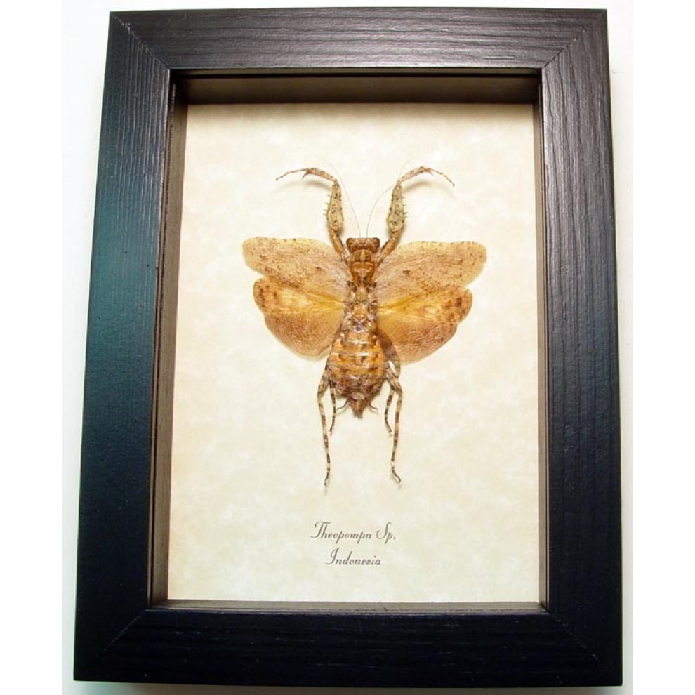 Theopompa Camouflage Praying Mantis Framed Taxidermy Display