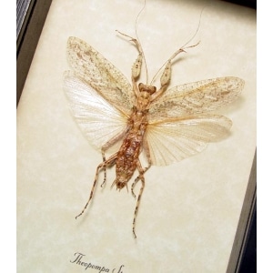Theopompa White Ghost Camouflage Praying Mantis Framed Taxidermy Display