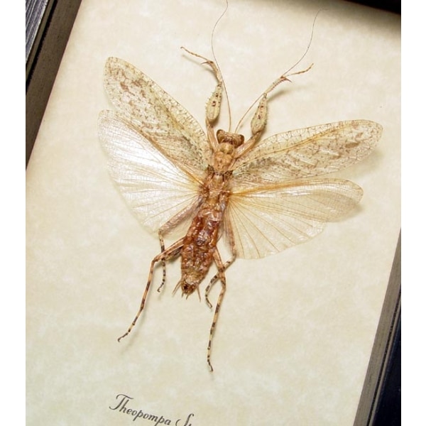Theopompa White Ghost Camouflage Praying Mantis Framed Taxidermy Display