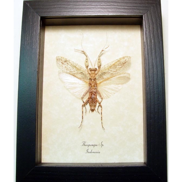 Theopompa White Ghost Camouflage Praying Mantis Framed Taxidermy Display