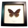 Himalayas Butterfly Tirumala septentrionis Framed Taxidermy Display