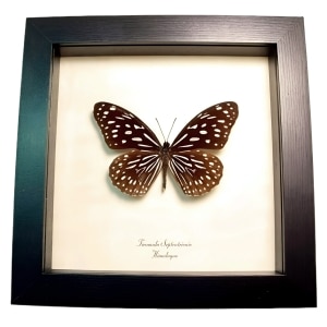 Himalayas Butterfly Tirumala septentrionis Framed Taxidermy Display
