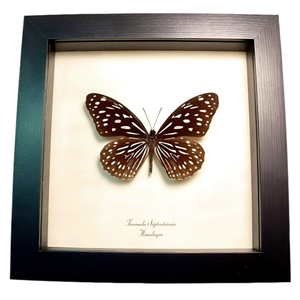 Himalayas Butterfly Tirumala septentrionis Framed Taxidermy Display