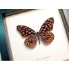 Tirumala septentrionis Himalayas Tiger Butterfly Framed Taxidermy Display