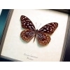 Tirumala septentrionis Himalayas Tiger Butterfly Framed Taxidermy Display