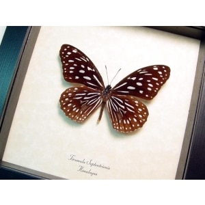 Tirumala septentrionis Himalayas Tiger Butterfly Framed Taxidermy Display