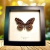 Himalayas Butterfly Tirumala septentrionis Framed Taxidermy Display