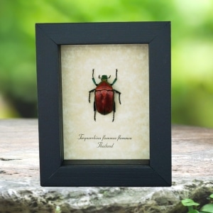 Red Flower Jewel Beetle Torynorrhina flammea Framed Taxidermy Display