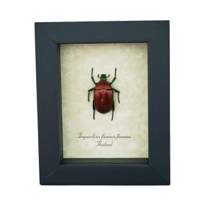 Red Flower Jewel Beetle Torynorrhina flammea Framed Taxidermy Display