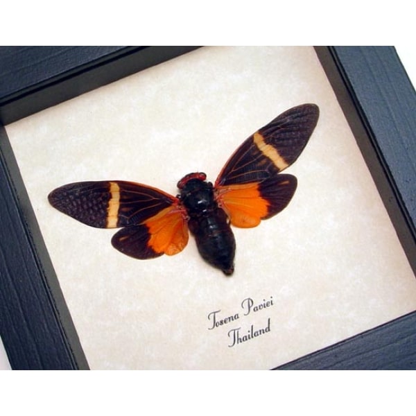 Orange Halloween Cicada Tosena paviei Framed Taxidermy Display